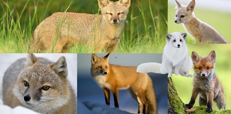 Facts about Fox