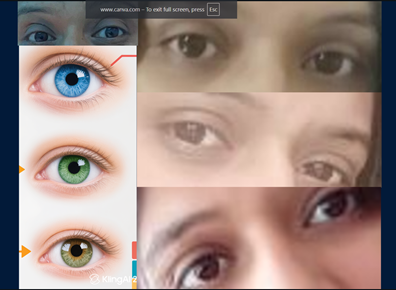 Human Eyes Facts